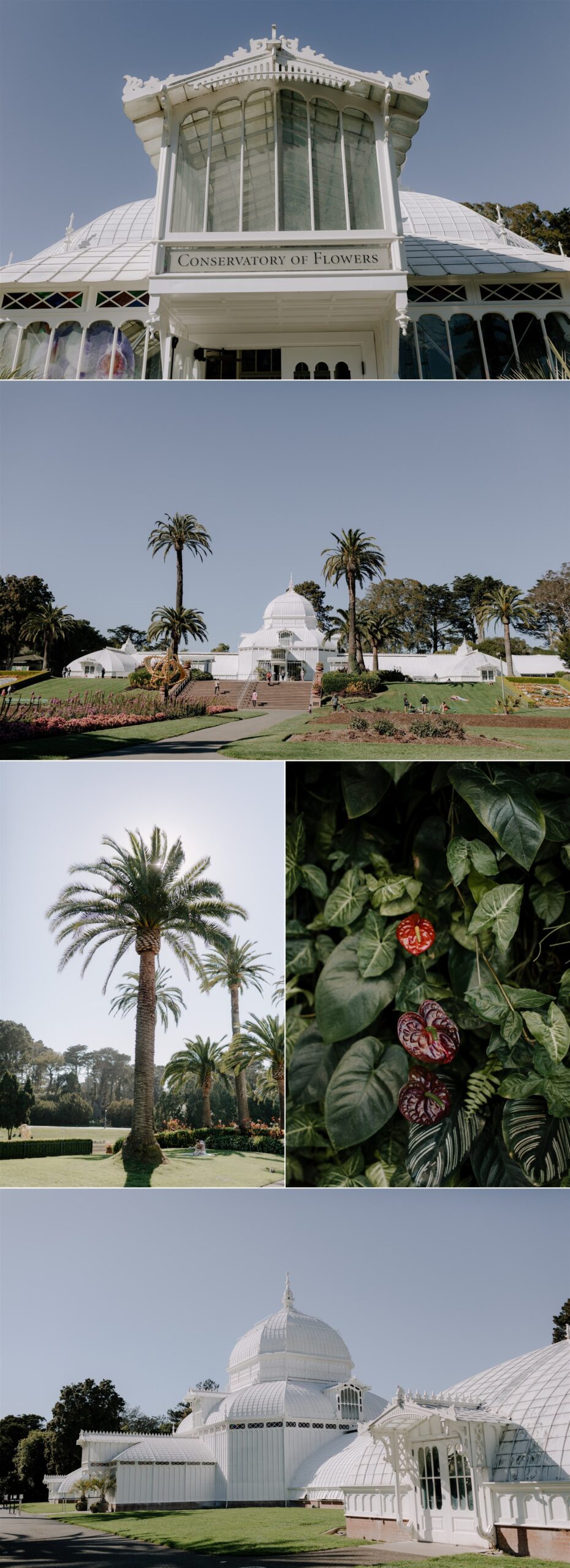 Gretchen_Gause_San_Francisco_Conservatory_of_Flowers_Wedding_Photo_0001.jpg