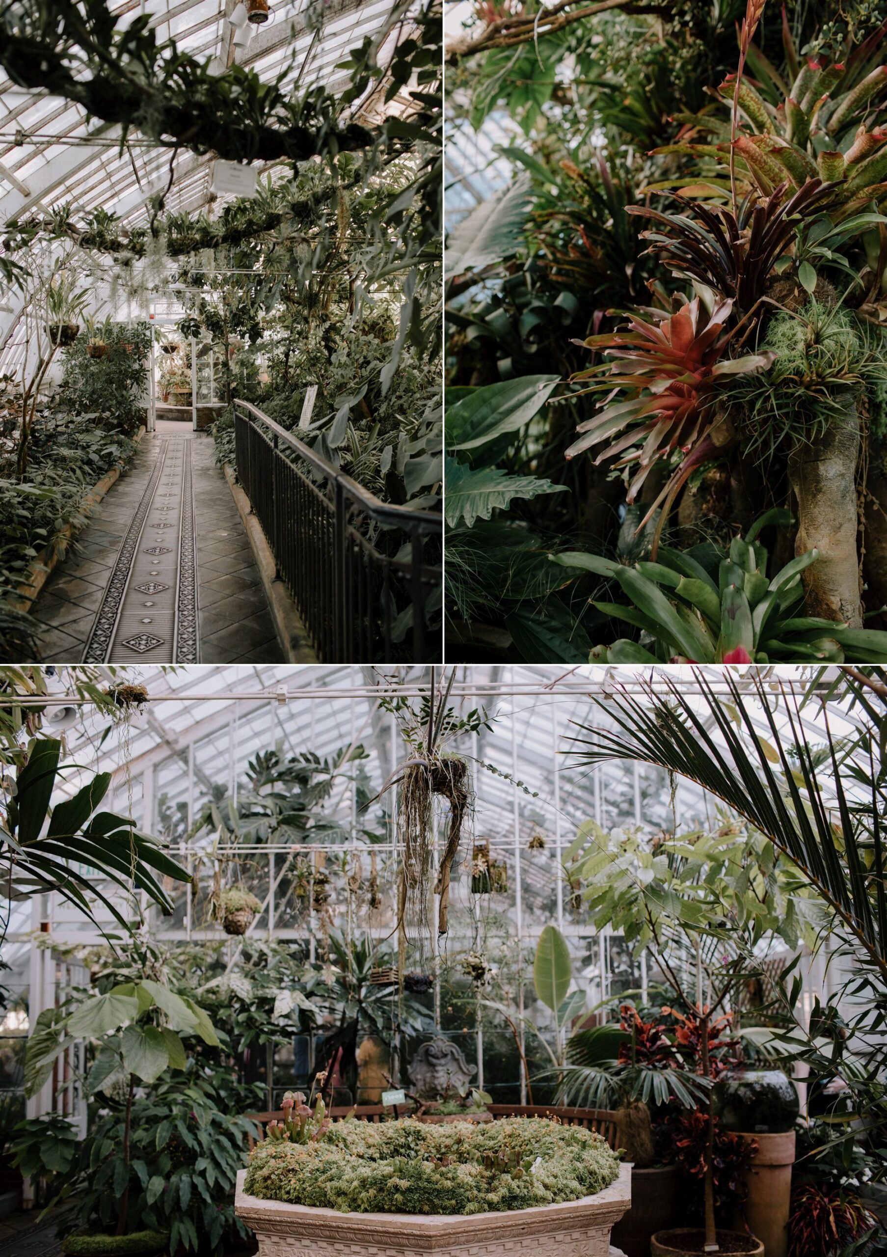 Gretchen_Gause_San_Francisco_Conservatory_of_Flowers_Wedding_Photo_0008.jpg
